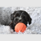 Hond