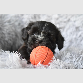Hond