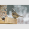 Vogels