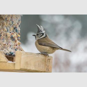 Vogels